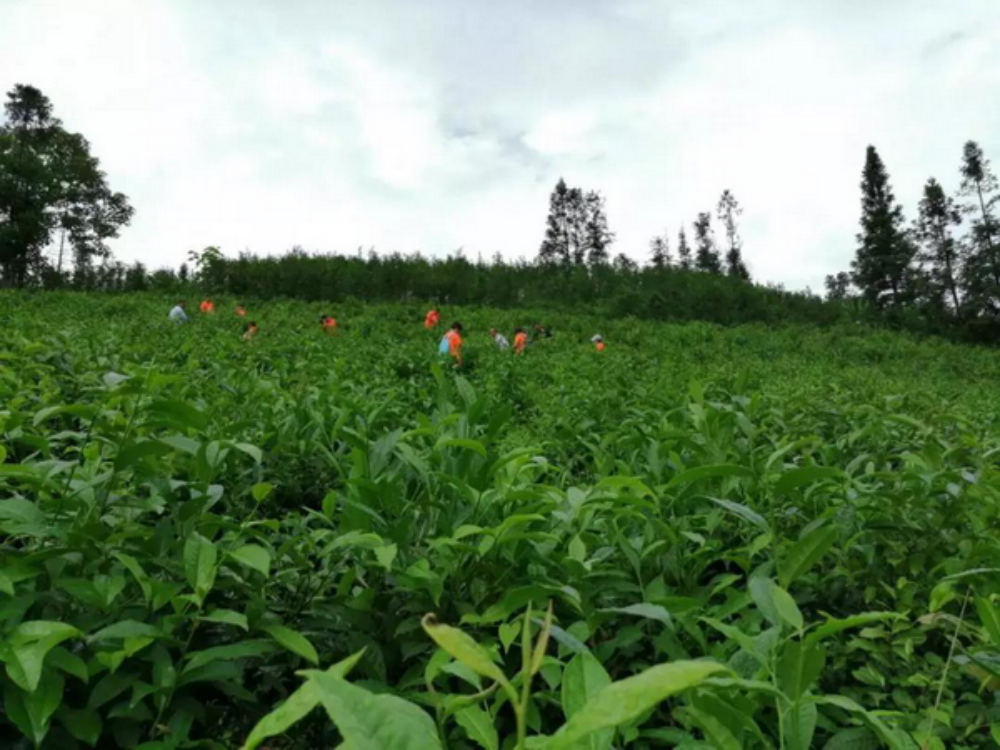 1578039197703641.jpg 金輝集團公益項目